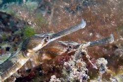 A pair of greater pipefish.
Devon. 60mm. by Derek Haslam 